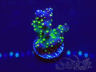 WYSIWYG Acropora 15A6 Mariculture acclimaté led