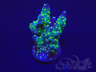WYSIWYG Acropora 15A8 Mariculture acclimaté led