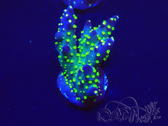 WYSIWYG Acropora tenuis 15A9 Mariculture acclimaté led