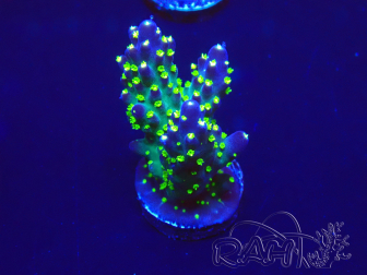 WYSIWYG Acropora hyacinthus 15A11 Mariculture acclimaté led