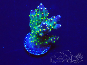 WYSIWYG Acropora 15A12 Maricultuur geacclimatiseerd onder LED
