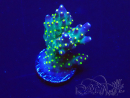 WYSIWYG Acropora 15A12 Mariculture acclimated under LED