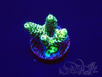 WYSIWYG Acropora 15B1 Maricoltura acclimatata sotto LED