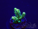 WYSIWYG Acropora tenuis 15B2 Mariculture acclimaté led