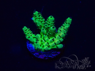WYSIWYG Acropora tenuis 15B3 Mariculture acclimaté led