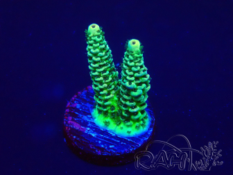 WYSIWYG Acropora tenuis 15B4 Maricoltura acclimatata sotto LED