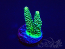 WYSIWYG Acropora tenuis 15B4 Mariculture acclimaté led