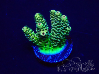 WYSIWYG Acropora 15B6 Mariculture acclimaté led