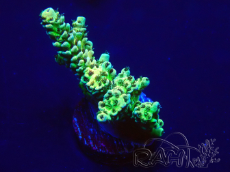WYSIWYG Acropora 15B8 Maricultuur geacclimatiseerd onder LED