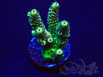 WYSIWYG Acropora 15B9 Mariculture acclimaté led
