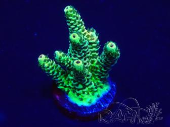 WYSIWYG Acropora tenuis 15B10 Mariculture acclimaté led