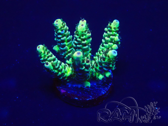 WYSIWYG Acropora granulosa 15B11 Mariculture acclimaté led