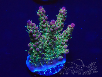 WYSIWYG Acropora 15C1 Mariculture acclimaté led