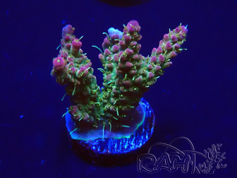 WYSIWYG Acropora 15C2 Mariculture acclimaté led