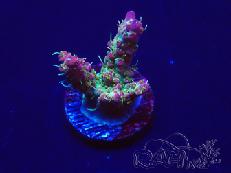 WYSIWYG Acropora 15C3 Mariculture acclimaté led