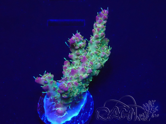 WYSIWYG Acropora 15C5 Mariculture  acclimaté led