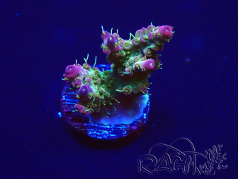 WYSIWYG Acropora 15C9 Mariculture acclimated under LED