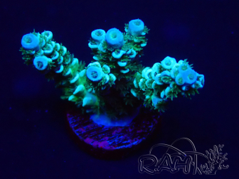 WYSIWYG Acropora 15D1 Maricultuur geacclimatiseerd onder LED