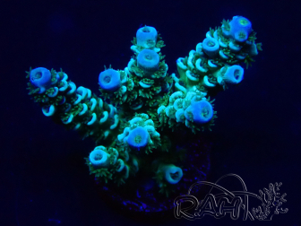 WYSIWYG Acropora tenuis 15D2 Marikultur unter LED akklimatisiert