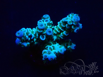 WYSIWYG Acropora tenuis 15D3 Maricoltura acclimatata sotto LED