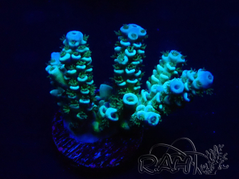 WYSIWYG Acropora 15D4 Maricultura aclimatada bajo LED