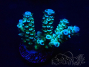 WYSIWYG Acropora 15D4 Mariculture acclimaté led