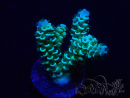 WYSIWYG Acropora 15D5 Mariculture acclimaté led