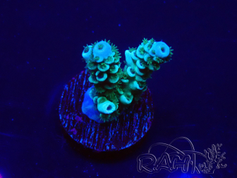 WYSIWYG Acropora 15D6 Mariculture acclimaté led