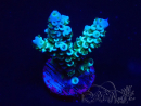 WYSIWYG Acropora millepora 15D7 Mariculture acclimaté led