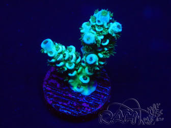 WYSIWYG Acropora 15D9 Mariculture acclimaté led