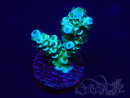 WYSIWYG Acropora 15D9 Mariculture acclimaté led