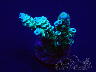 WYSIWYG Acropora 15D12 Mariculture acclimaté led
