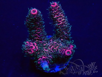 WYSIWYG Acropora millepora 15E1 Maricultura aclimatada bajo LED