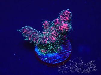 WYSIWYG Acropora 15E2 Marikultur unter LED akklimatisiert
