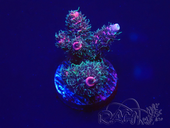 WYSIWYG Acropora 15E3 Mariculture acclimaté led