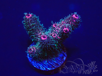 WYSIWYG Acropora millepora 15E4 Mariculture acclimaté led
