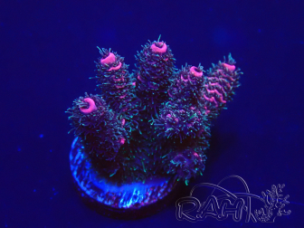 WYSIWYG Acropora millepora 15E5 Mariculture acclimaté led