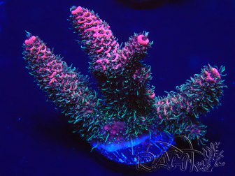 WYSIWYG Acropora millepora 15E6 Maricultuur geacclimatiseerd onder LED
