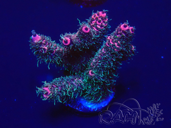 WYSIWYG Acropora 15E10 Mariculture acclimaté led