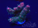 WYSIWYG Acropora 15E10 Mariculture acclimaté led