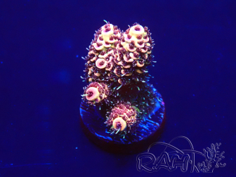 WYSIWYG Acropora granulosa 15F1 Marikultur unter LED akklimatisiert