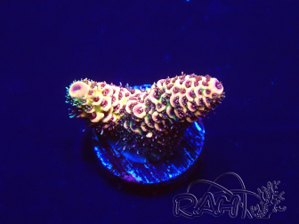 WYSIWYG Acropora 15F2 Maricultuur geacclimatiseerd onder LED