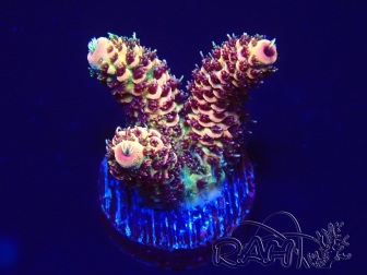WYSIWYG Acropora 15F4 Mariculture acclimaté led