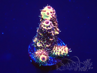 WYSIWYG Acropora  15F5 Maricoltura acclimatata sotto LED