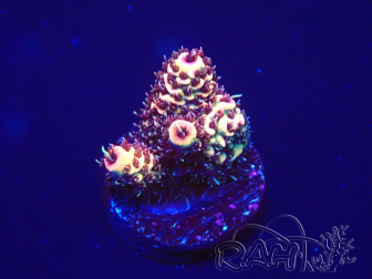 WYSIWYG Acropora 15F6 Mariculture acclimaté led