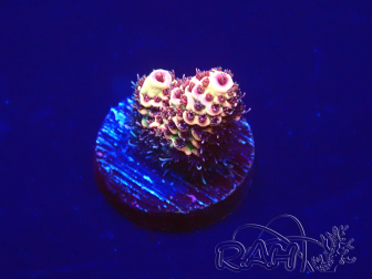 WYSIWYG Acropora 15F7 Mariculture acclimaté led