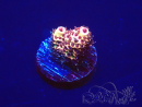 WYSIWYG Acropora 15F7 Mariculture acclimaté led