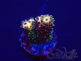 WYSIWYG Acropora tenuis 15F9 Mariculture acclimaté led