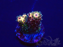 WYSIWYG Acropora tenuis 15F9 Mariculture acclimaté led