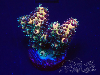WYSIWYG Acropora 15F11 Mariculture acclimaté led